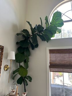 Fiddle Leaf Tree