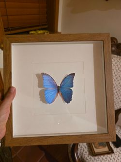 Shadowbox with 🦋 butterfly