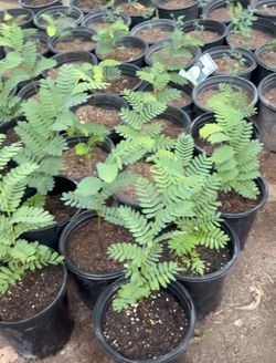 Sweet Tamarind Trees In One Gallón B1F The Tall $25 Each Price Firm