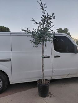 Oak Tree evergreen