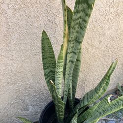 Snake Plant Big 