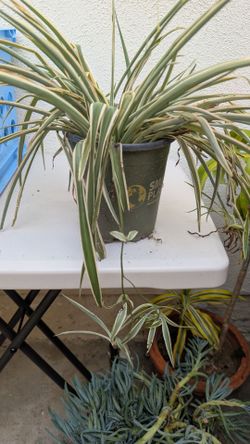 Plant sale