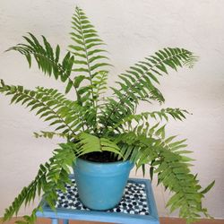 Fern Plant In Big Pot 