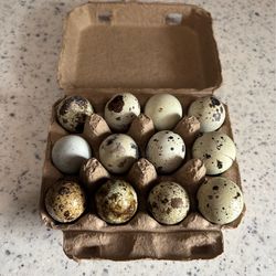 1 Dozen Fresh Coturnix Quail Eggs