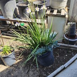 15 Gallon Iris With Succulents 25 Bucks