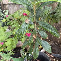 Mispero O Albericoque