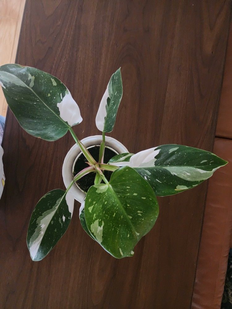 Variegated Potho Plant