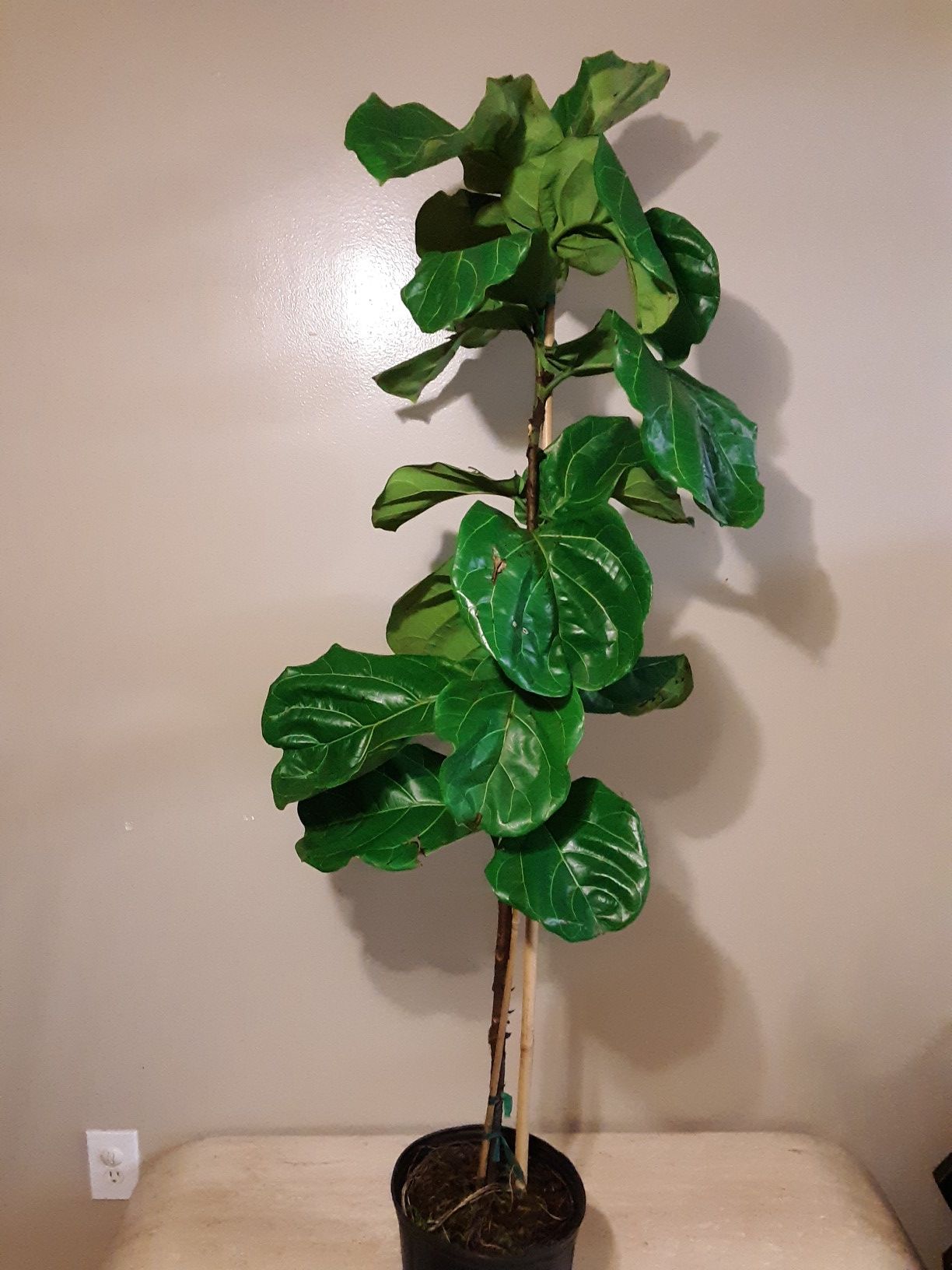 Fiddle leaf fig plants 3 gallons pot 5ft 3 inches tall