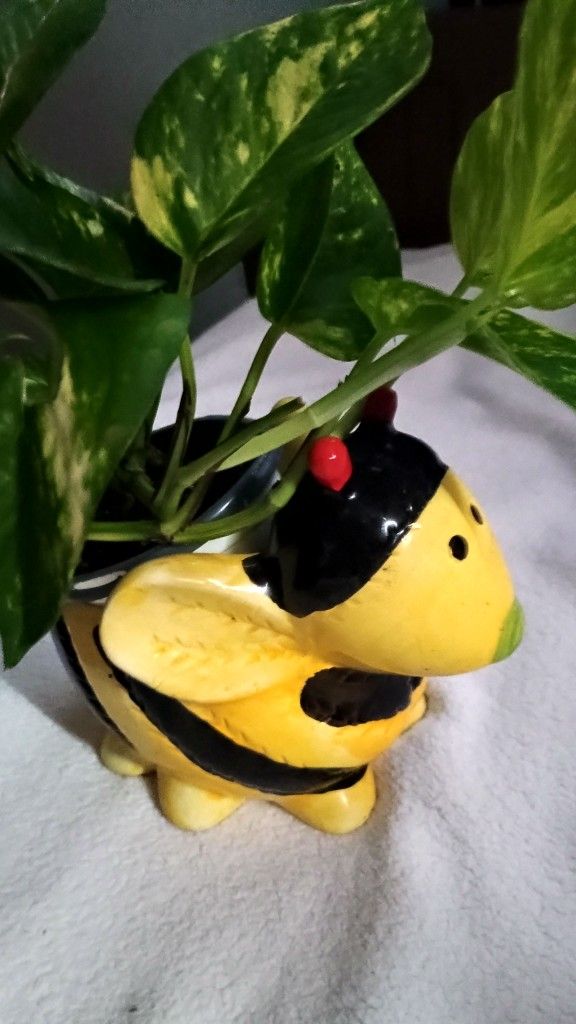 Bumble Bee With Variegated Pothos Ivy