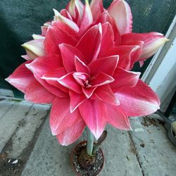 Amaryllis, Hippeastrum, Plant Blooming Plant, In  6 Inch Pot Pick Up Only