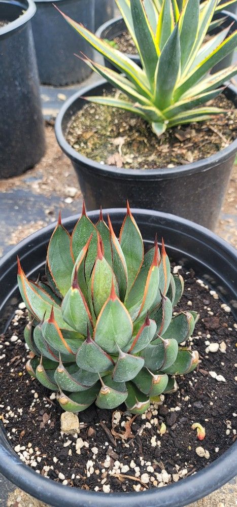 Mangave Praying Hands