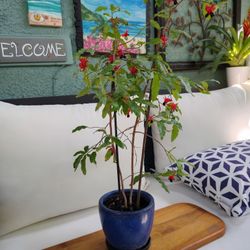 Mickey's Mouse Plant