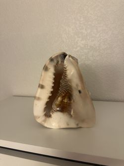 Shell home decor