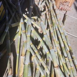 Sweet Sugarcane  4ft Long Piece. 
