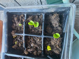 FREE Plant exchange!