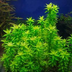 Tonina fluviatilis ''Lotus Blossom''