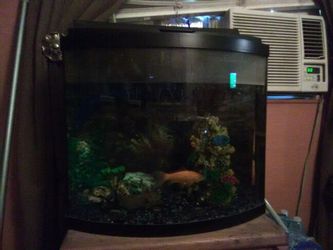 Fish Tank sold