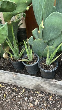 Aloe