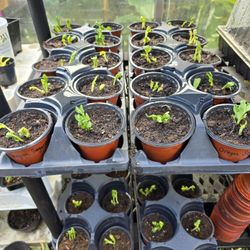 Snow Pea Starts - Oregon Sugarpod