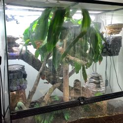 Reptile Set Up