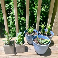 Succulents and cacti