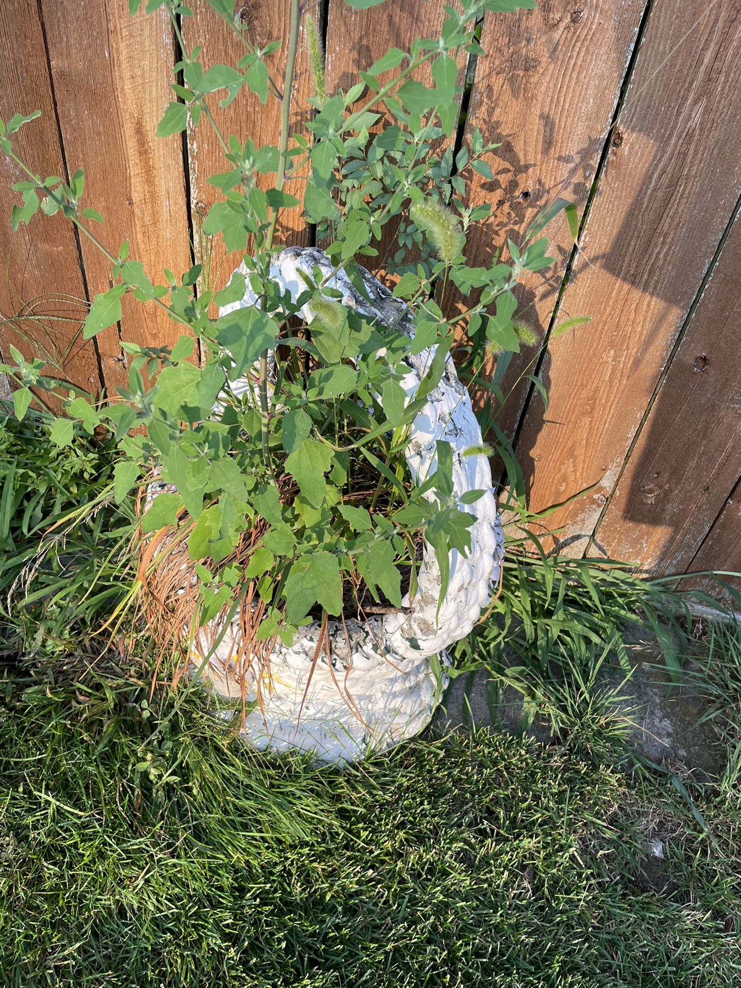 Cement Flower Pot (very Heavy)