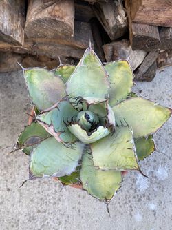 Agave titanota "Black and Blue"