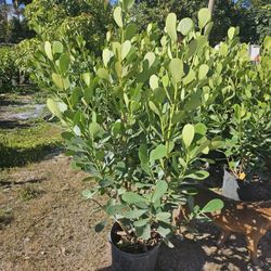 huge clusias podocarpus over 4 feet   instant privacy  Hedge  for fences 