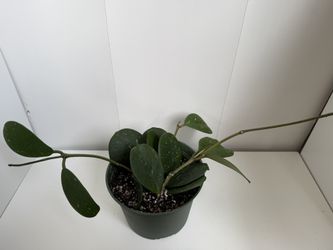 Hoya Obovata