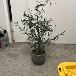 Artificial Olive Bush Tree In Pot From Target Threshold Studio McGee 37”