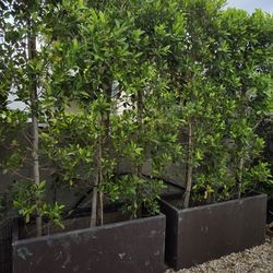 Ficus Hedge 4' Wide 8' High