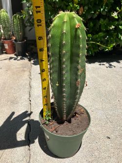 Stenocereus aragonii - RARE Seed Grown Cactus Cacti Succulent Plant
