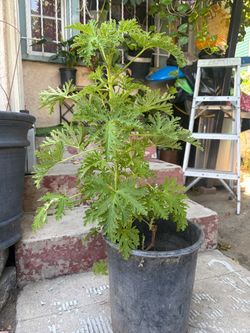 Citronella Plant