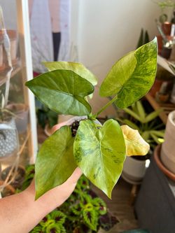 Alocasia odora (variegated)