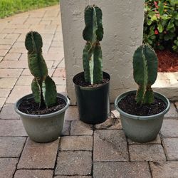 Potted Apple 🍎  Cactus 🌵 