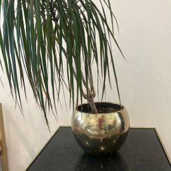 Beautiful Live Plant 🌱 with Gold Plated Vase - Like New!