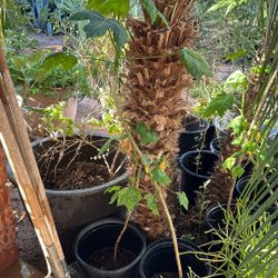 Chaya $30 Each Plant