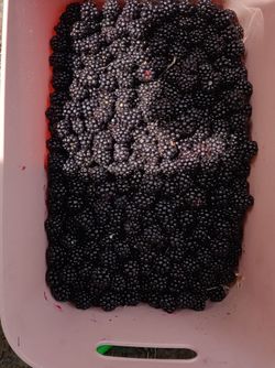 Fresh and frozen wild mountain black berries