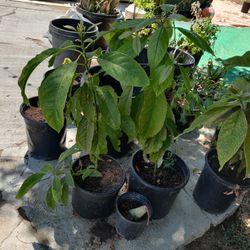 Avocado Tree For Sale