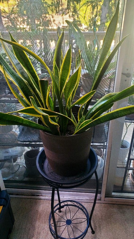 Snake Plant