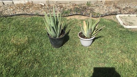 ALOE VERA PLANTS  (Savila)