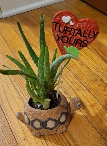 ALOE VERA plant In a Ceramic Turtle Pot