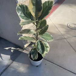 Beautiful Ficus Tineke Plant 