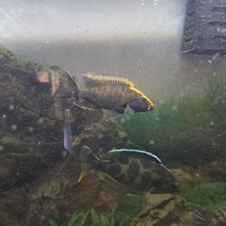 Fish Tank.. Chiclids