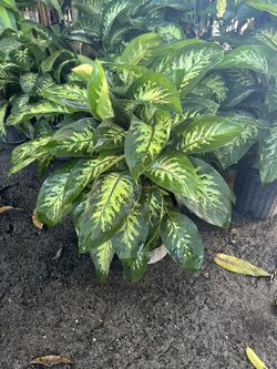 Dieffenbachia Tropic Snow In 3 gls Pot. SPECIAL PRICE 🤩