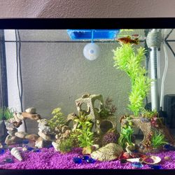 aquarium with all the accessories