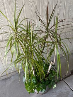 Hermosa palma natural $30