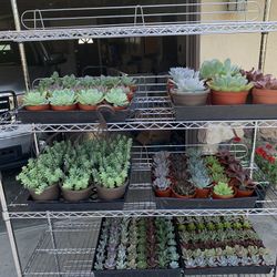 All Size Succulent Sale Low Maintenance Plant