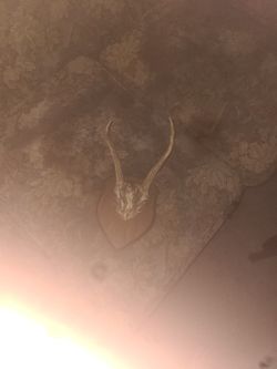 Unknown Animal Skull