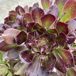 aeonium succulent
